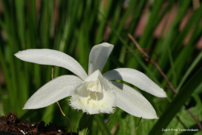 Pleione formosana alba (abgeblüht, pflanzbereit)