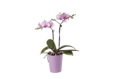 Phalaenopsis Office Orchid, rosa (inkl. Übertopf)