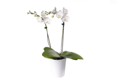Phalaenopsis Office Orchid, weiss (inkl. Übertopf)