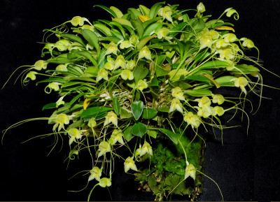 Masdevallia nidifica 'Yellow'