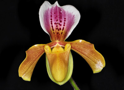 Paphiopedilum gratrixianum var. christensonianum (Jgpfl.)