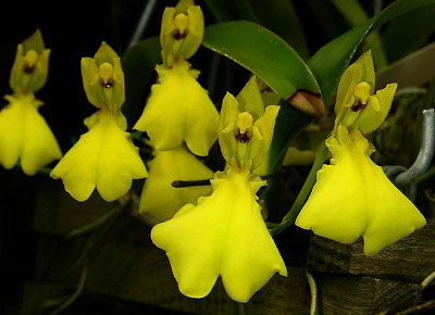 Oncidium concolor