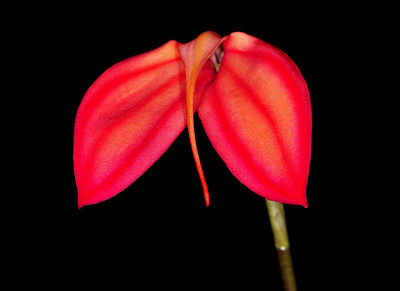 Masdevallia ignea