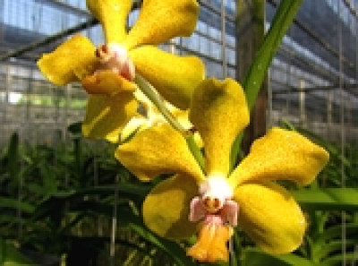 Vanda Prapathom Gold x Vanda denisoniana