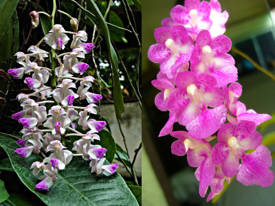 Aerides falcata x Aerides rosea