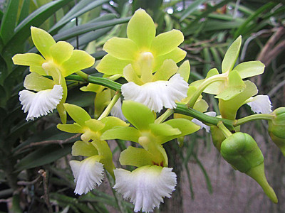 Aerides houlletiana x Chritensonia vietnamica