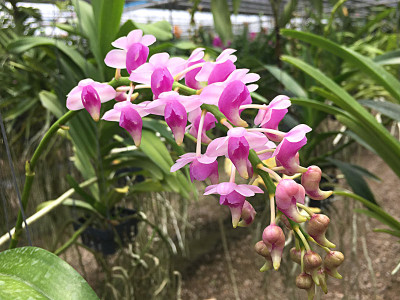 Aerides quinquevulnera