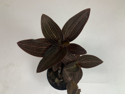 Anoectochilus roxburghii x Ludisia discolor