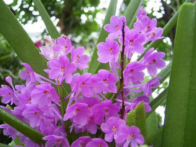 Ascocentrum ampullaceum (Importpflanze)