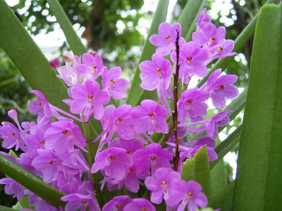 Ascocentrum ampullaceum