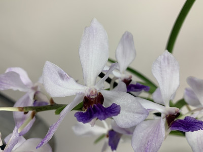 Ascocenda Bavaria Blue x Holcoglossum wangii