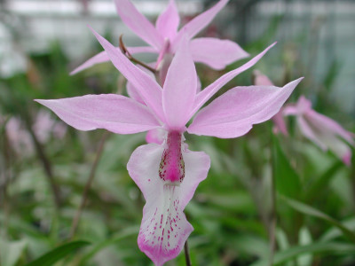 Barkeria spectabilis