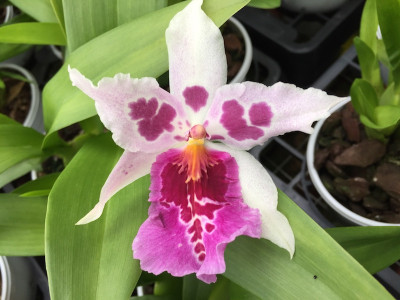 Beallara Tahoma x Miltonia Honolulu