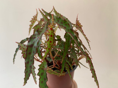 Begonia Amphioxos