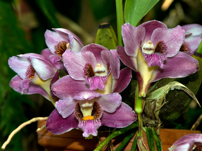 Bifrenaria harrisoniae
