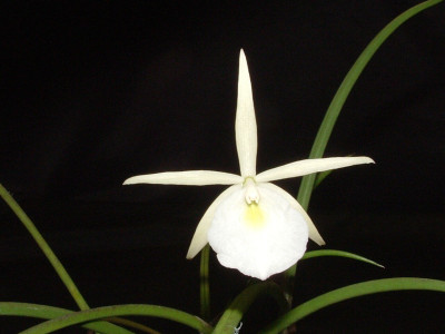 Brassavola gardneri