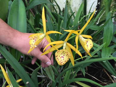 Brassolaelia Yellow Bird