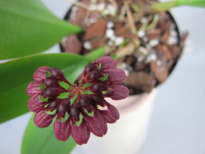 Bulbophyllum corolliferum