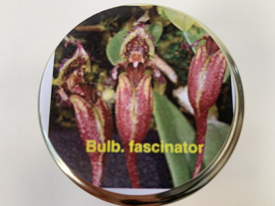 Bulbophyllum fascinator (im sterilen Glas)