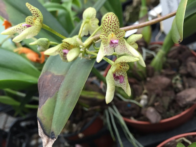 Bulbophyllum guttulatum