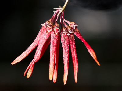 Bulbophyllum farreri