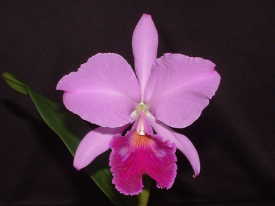 Cattleya labiata 'rubra'