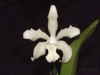 Cattleya leopoldii 'alba'