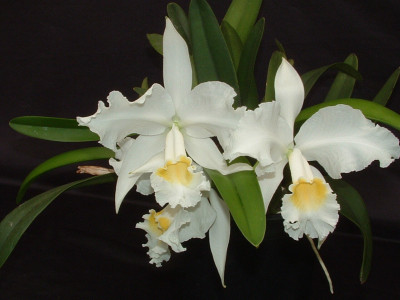 Cattleya mossiae 'alba'