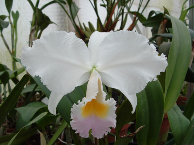 Cattleya trianae 'amesiana'