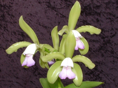 Cattleya leopoldii 'semi-alba'