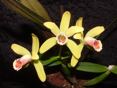 Cattleya luteola