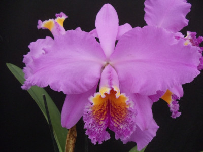 Cattleya percivalliana x C. Peregrine