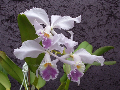 Cattleya warneri var. coerulea 'Herrenhausen'