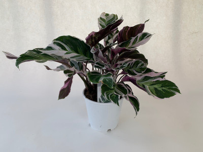 Calathea Fusion White