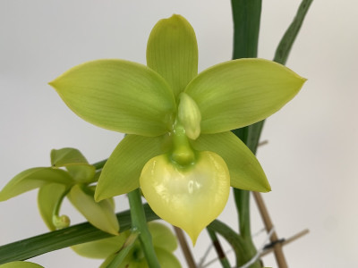 Catasetum pileatum Hybride 