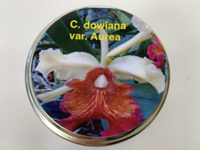 Cattleya dowiana 'aurea' (im sterilen Glas)