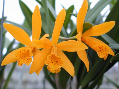 Cattleya Golden Mul