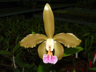 Cattleya granulosa