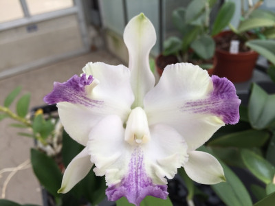 Cattleya intermedia aquinii 'coerulea'