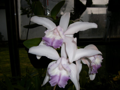 Cattleya intermedia 'coerulea'