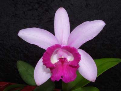 Cattleya intermedia 'orlata'