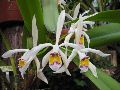 Cattleya iricolor