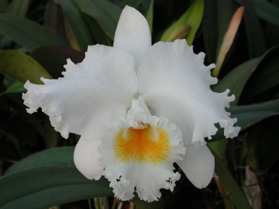 Cattleya Jose Marti 'Mothers Favorite'