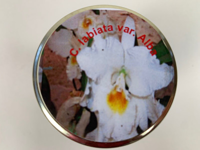 Cattleya labiata 'alba' (im sterilen Glas)