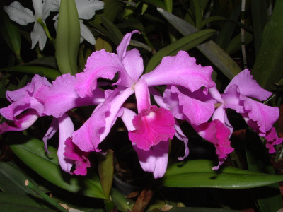 Cattleya lawrenceana 'Dark Skies'