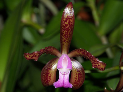 Cattleya leopoldii