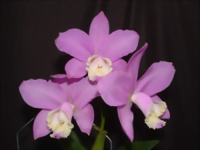 Cattleya loddigesii (Jgpfl.)