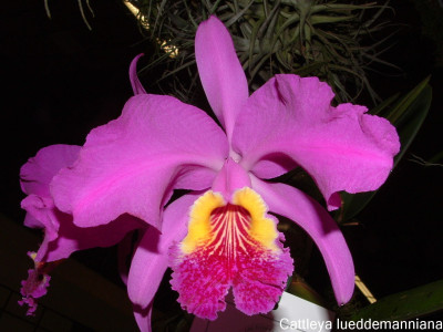 Cattleya lueddemaniana