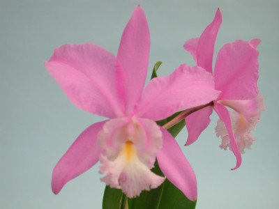 Cattleya Miva Breeze 'Alize'