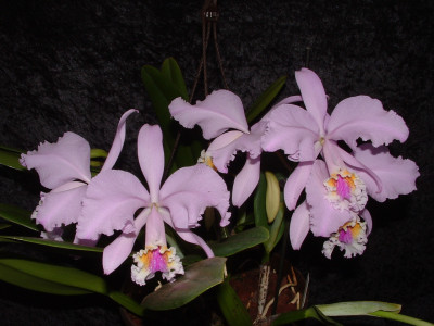 Cattleya mossiae (Jgpfl.)